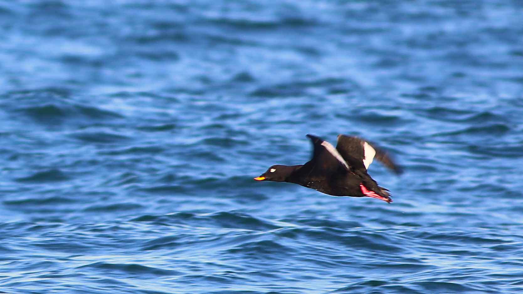 Velvet Scoter